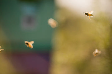 10 einfache Tipps von einer Imkerin: So helfen Sie den Bienen