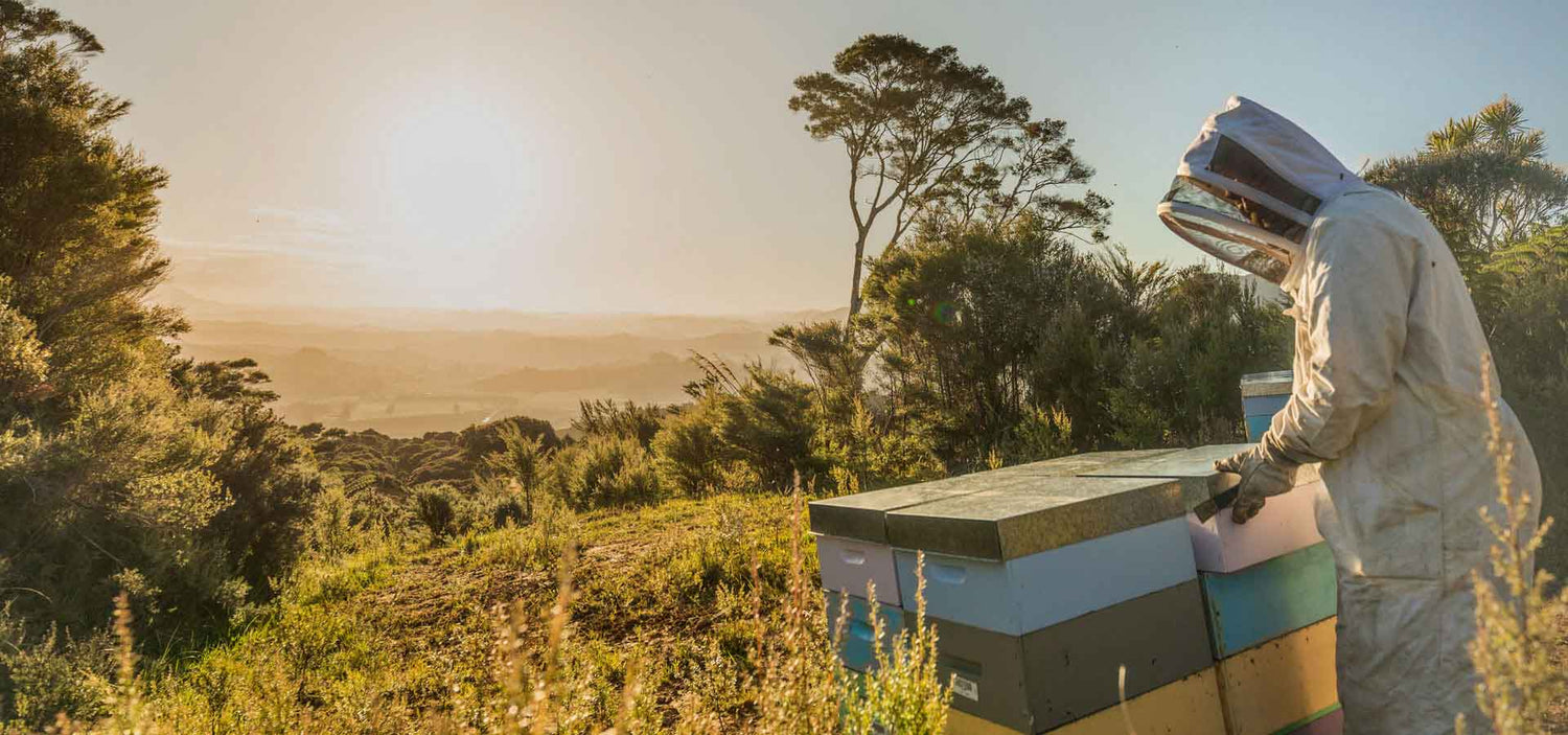 Beekeeping Manuka Health Newzealand