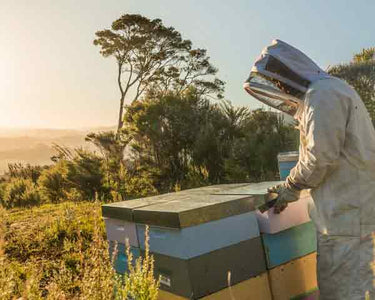 Beekeeping Manuka Health New Zealand